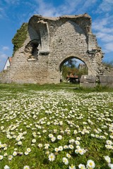 Daises and Ruins