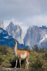 Guanaco