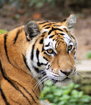 Wow, what a tiger