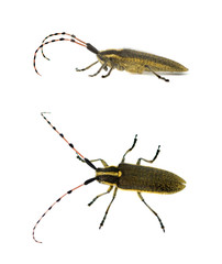 Longhorn beetle isolated on white background