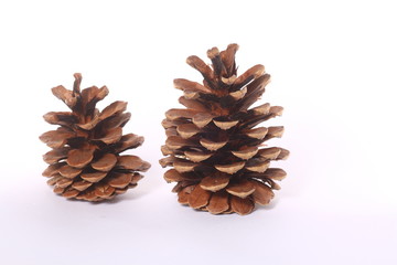 Tannenzapfen
