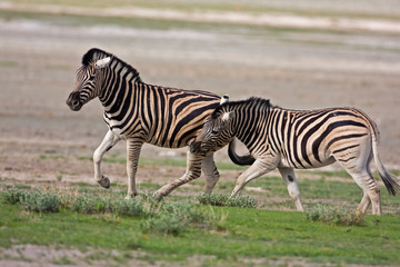 Zebras fighting