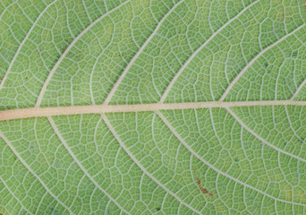 Leaf