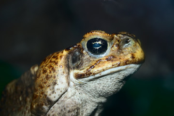 closeup face of big toad