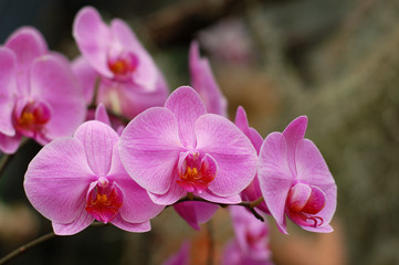 Beautiful pink orchids