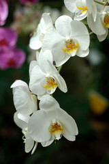 Fototapeta na wymiar Branch of a white orchid