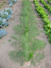 Biological kitchen garden