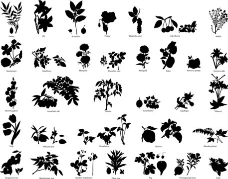 flowers silhouettes set