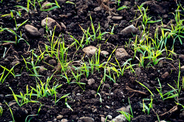 Field of growing Wheat plants