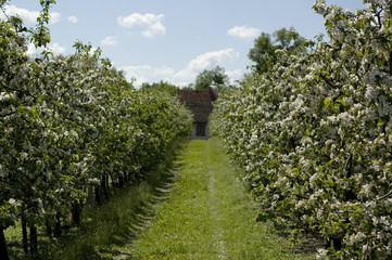 Fototapeta na wymiar Blossom orchard