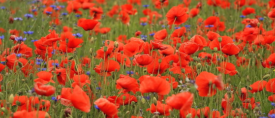 Red poppies - 11630944