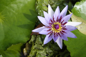 nénuphar © Elena Gueno