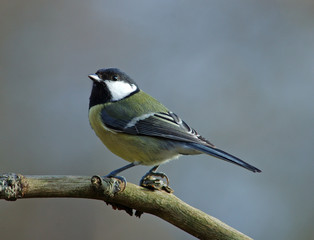 Fototapeta premium Great Tit