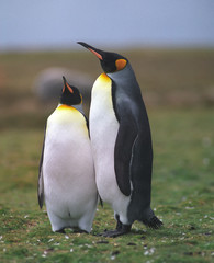 Fototapeta premium Two king penguins