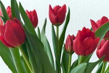 Rote Tulpen