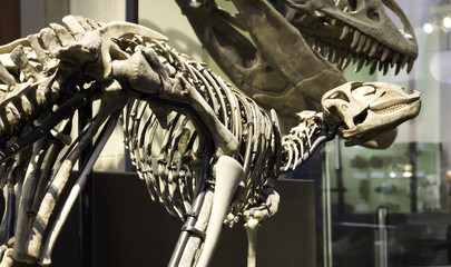 Paleontological Museum in Berlin - 11633173