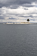 Lonely Island Tree