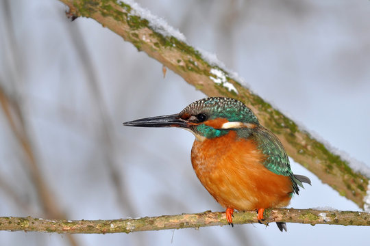 Kingfisher In Winter