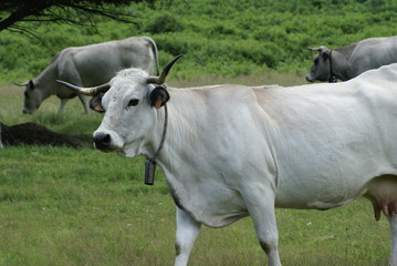 vache gasconne