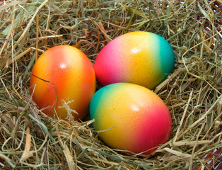 colored Easter eggs in the nest isolated