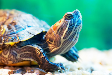 Fototapeta premium slider turtle
