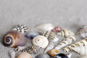 Muscheln Nahaufnahme