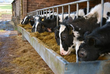 Cows feeding from a trough of hay