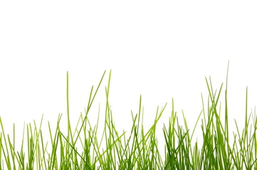 Fototapeta premium grass