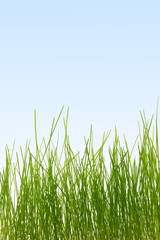 Fototapeta premium grass