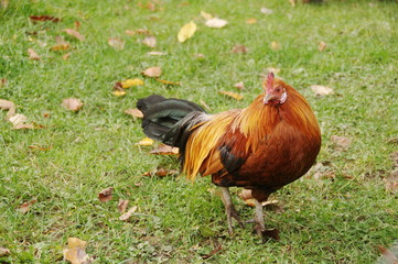 Bunter Hahn auf einer Wiese