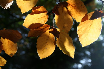 Herbst