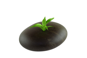 Stone