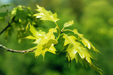 Young green maple leaves in spring