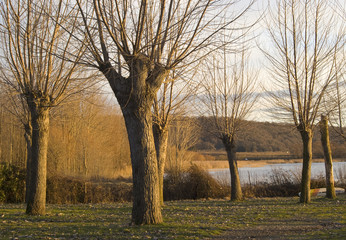 Fototapeta na wymiar bezlistne drzewa nad jeziorem