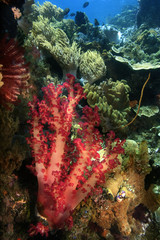 Underwater Coral reef scene