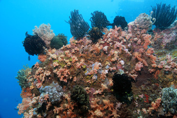 Fototapeta na wymiar Underwater Coral reef scene
