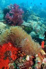 Naklejka na ściany i meble Underwater Coral reef scene