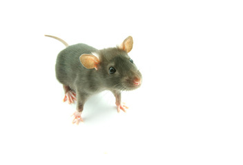 rat