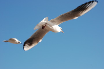 oiseau et liberte