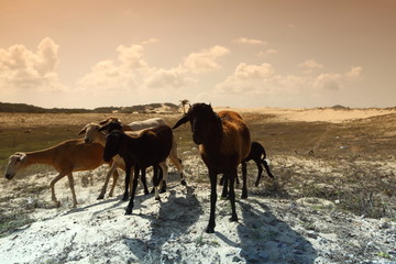 Fototapeta na wymiar desert goats