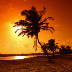 Obraz na płótnie Canvas sunrise palm