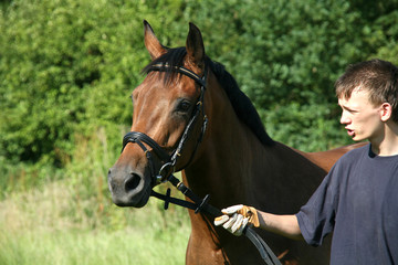 Obraz premium Reitpferd