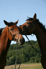 Obraz premium Pferde