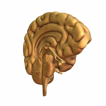 Brain - Half A Mind