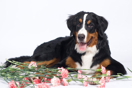 dog zennenhund