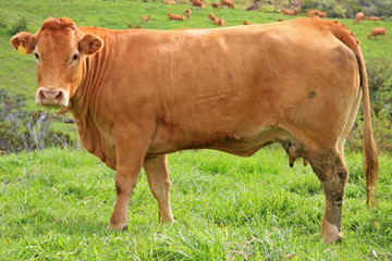 vache limousine