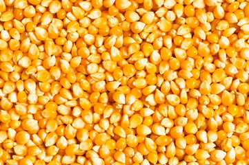 Bright corn kernels arranged as the background