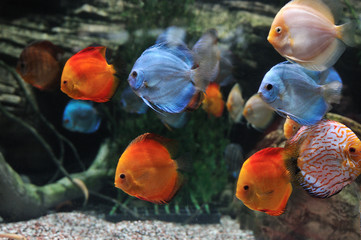 colorful tropical Symphysodon discus fish