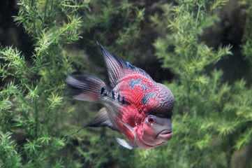 Rosy red Cichlasoma sp fish in aquarium tan