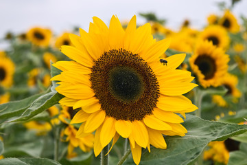 Fototapeta premium Sunflowers